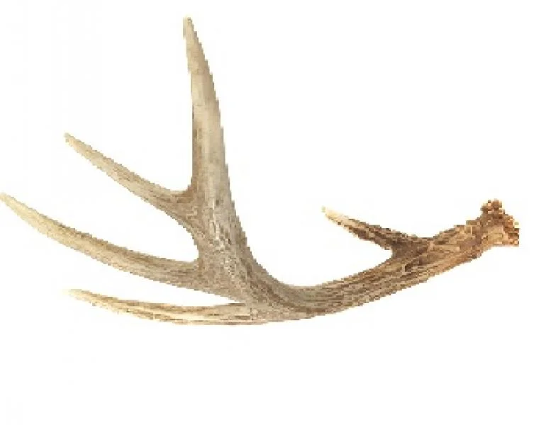 Antler Five Dots (8-10 oz.)