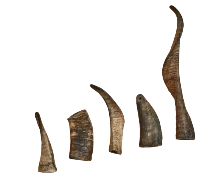 Canophera Sheep Horn