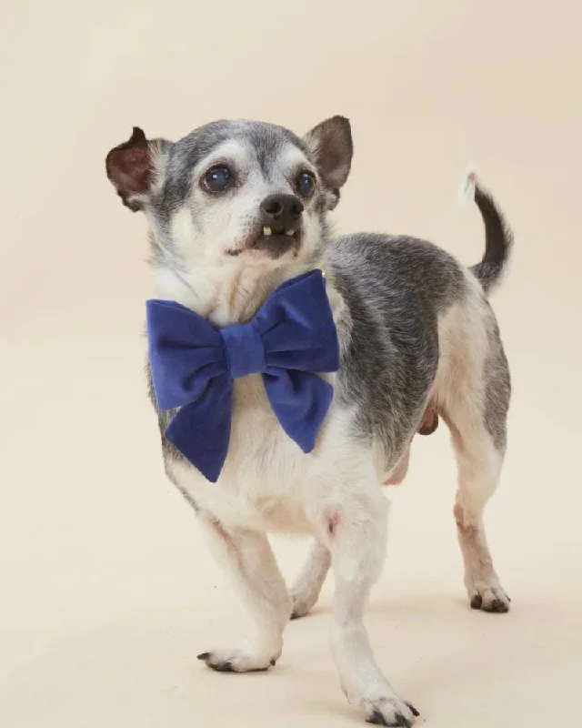 Navy Velvet Dog Lady Bow (Made in the USA) (FINAL SALE)