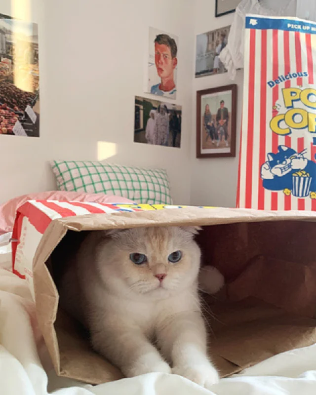 Popcorn Paper Bag Cat Cave Toy